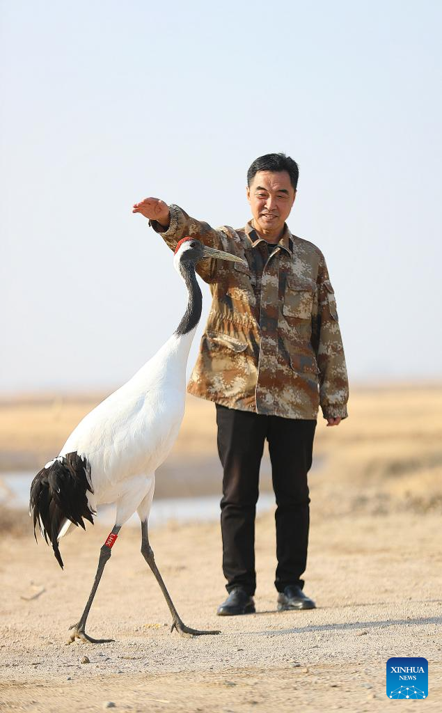 Pic story: breeder of red-crowned cranes in Panjin, NE China