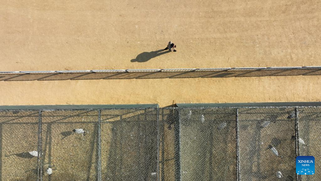 Pic story: breeder of red-crowned cranes in Panjin, NE China