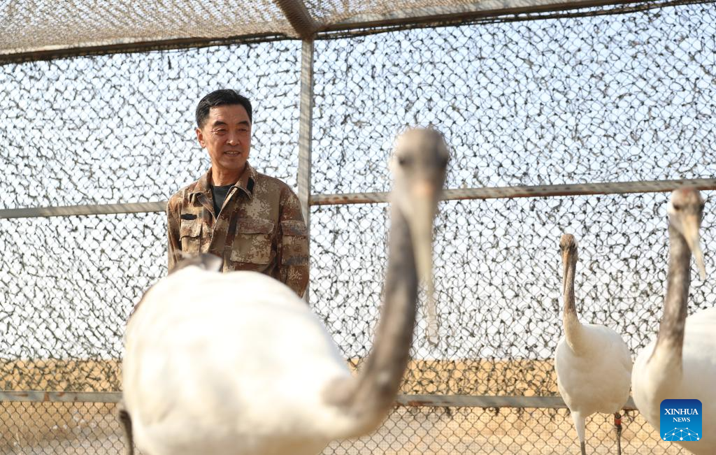 Pic story: breeder of red-crowned cranes in Panjin, NE China