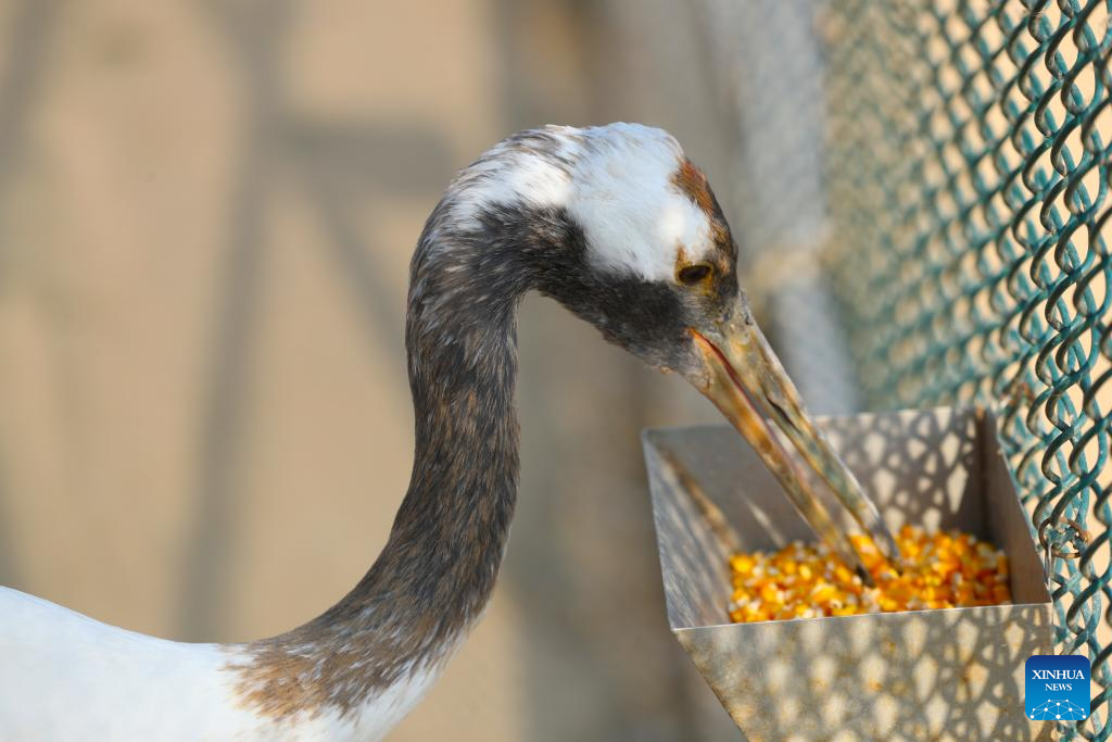 Pic story: breeder of red-crowned cranes in Panjin, NE China