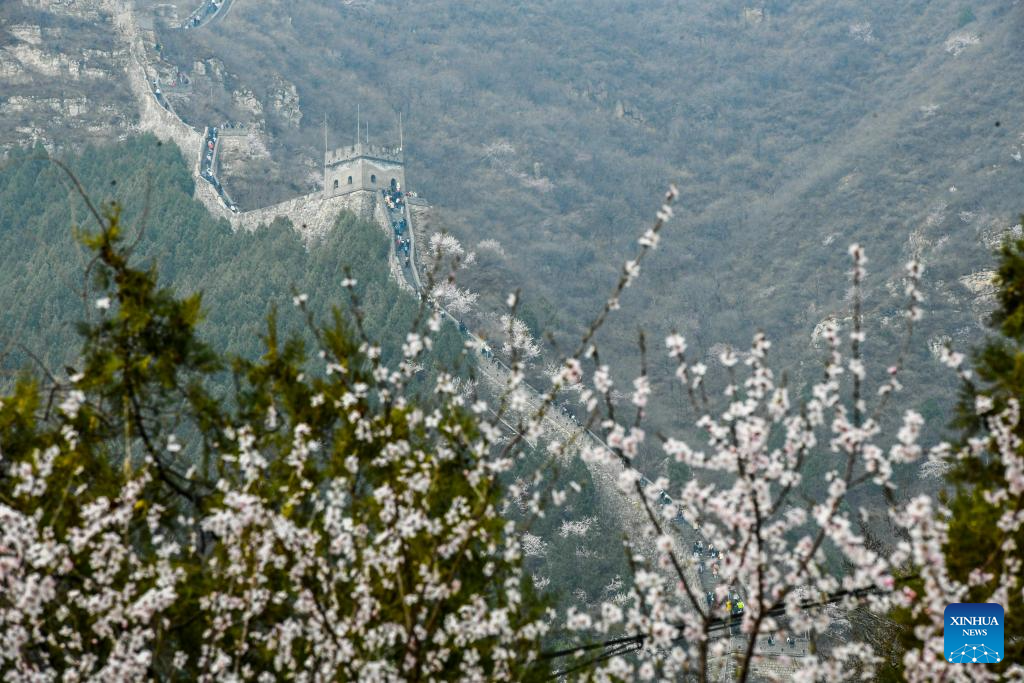 Train runs amid blooming flowers near Juyongguan section of Great Wall