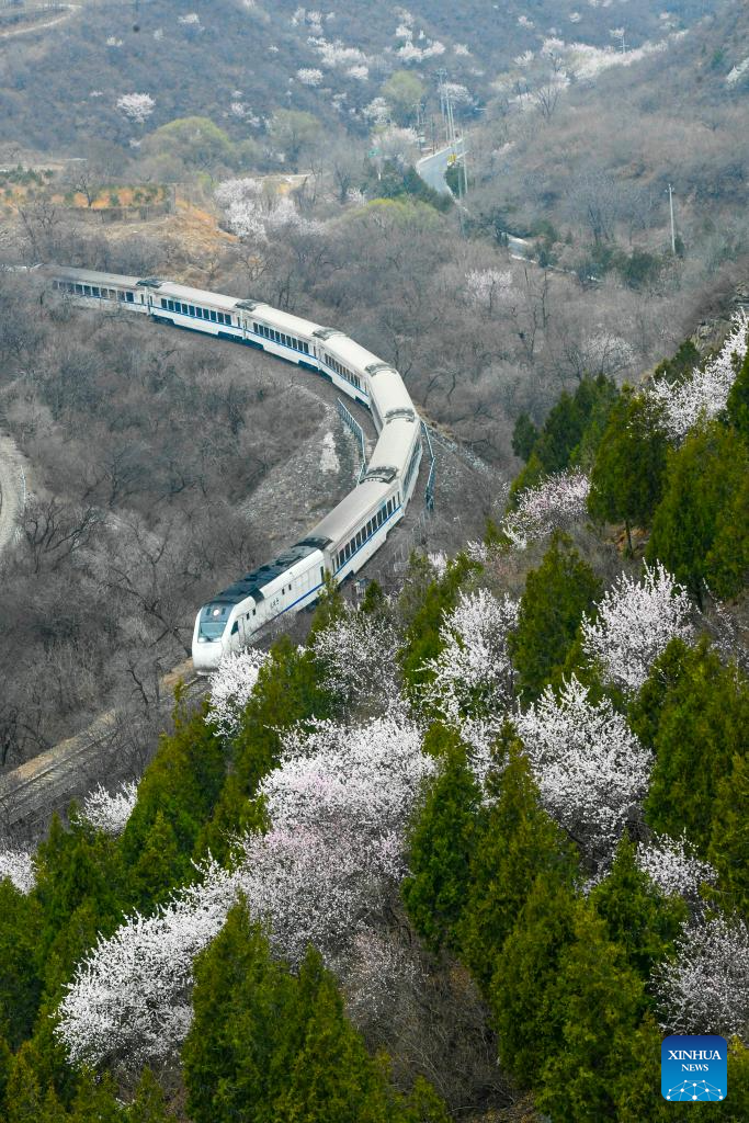 Train runs amid blooming flowers near Juyongguan section of Great Wall