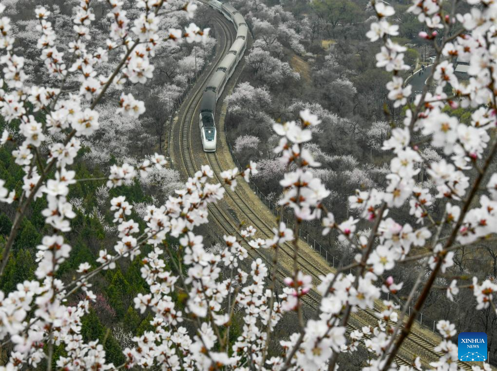 Train runs amid blooming flowers near Juyongguan section of Great Wall