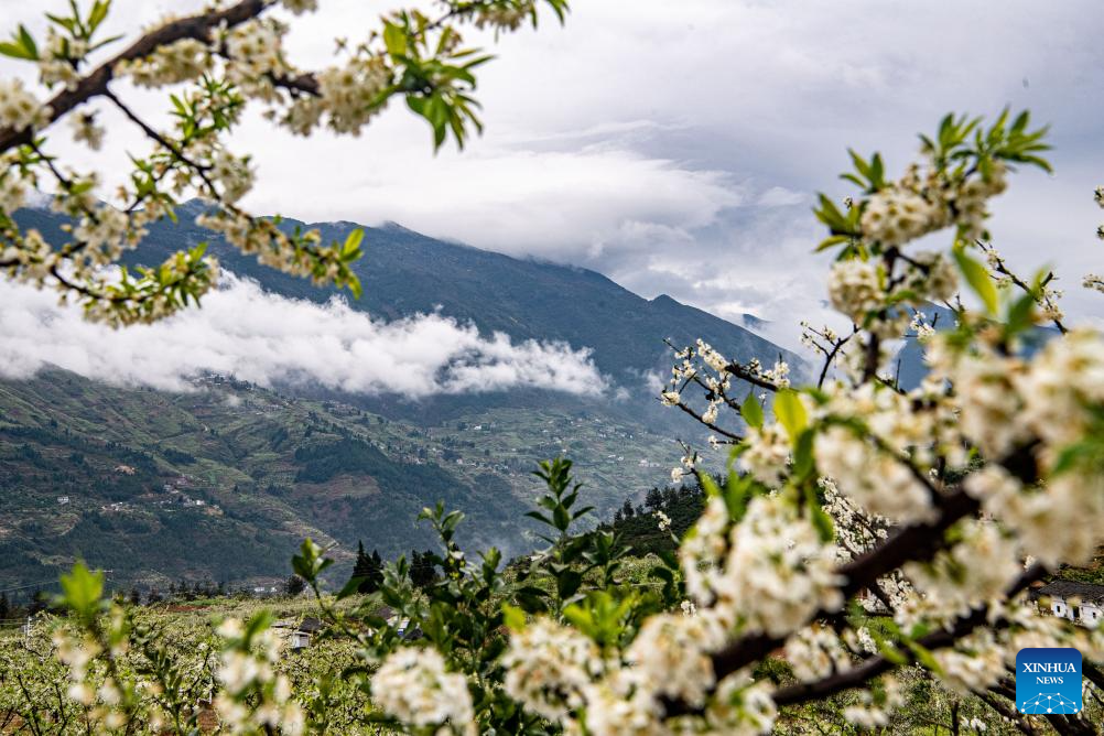 Plum trees in blossom on banks of Yangtze River in SW China's Chongqing