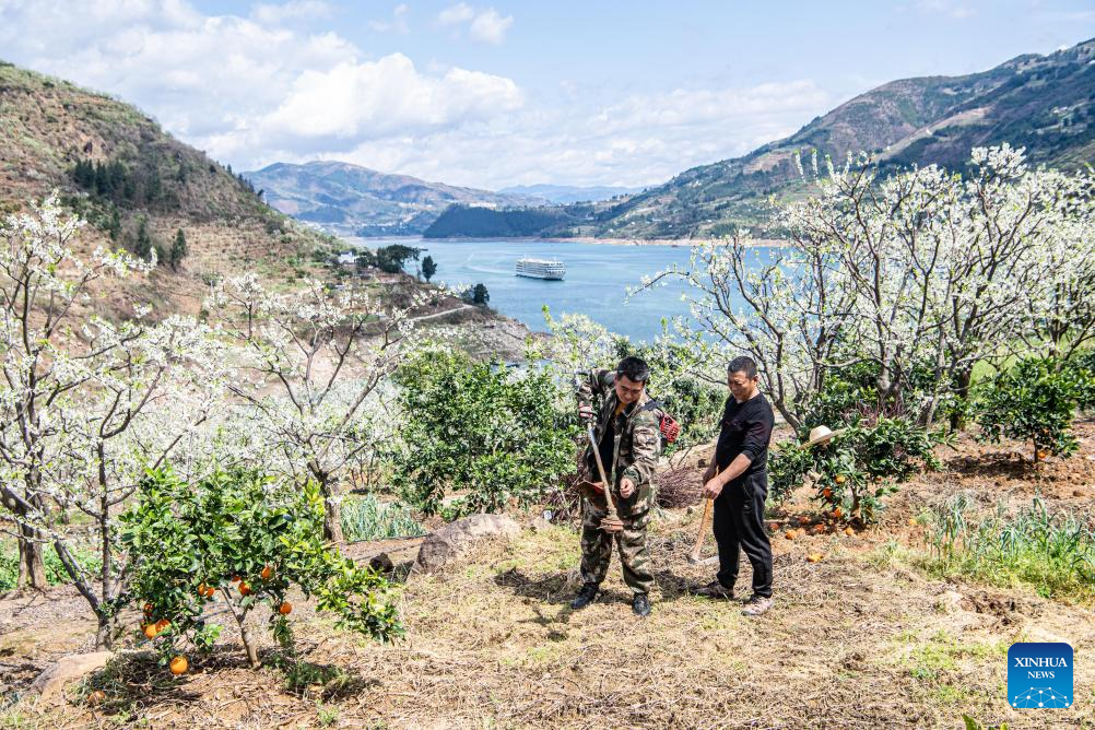 Plum trees in blossom on banks of Yangtze River in SW China's Chongqing