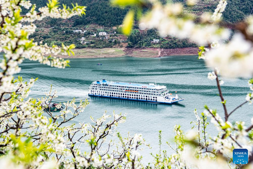 Plum trees in blossom on banks of Yangtze River in SW China's Chongqing