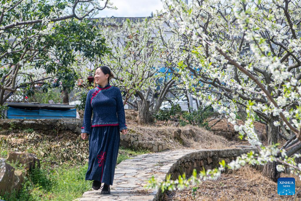 Plum trees in blossom on banks of Yangtze River in SW China's Chongqing