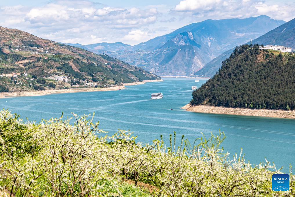 Plum trees in blossom on banks of Yangtze River in SW China's Chongqing