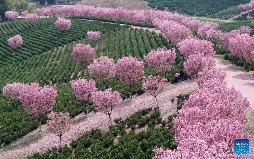 View of cherry blossoms at tea garden in E China's Jiangsu