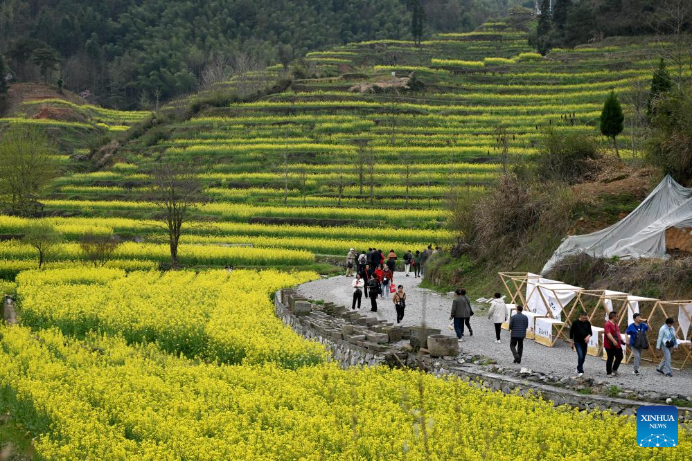 View of cole flower field in Anhui, E China