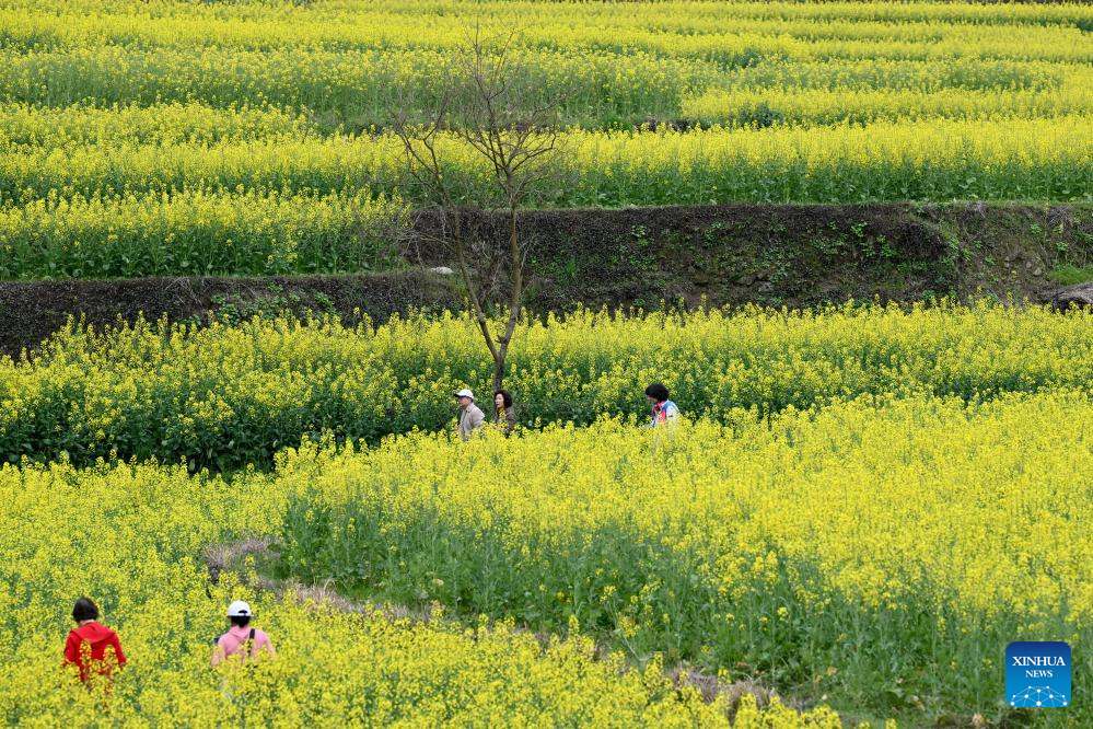 View of cole flower field in Anhui, E China