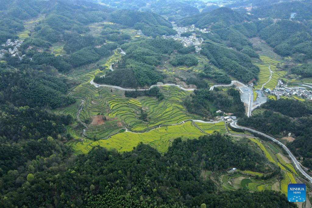 View of cole flower field in Anhui, E China