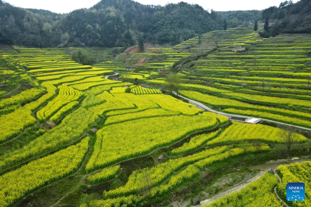 View of cole flower field in Anhui, E China