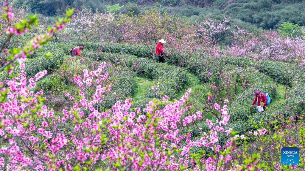 In pics: spring tea harvest in various parts of China