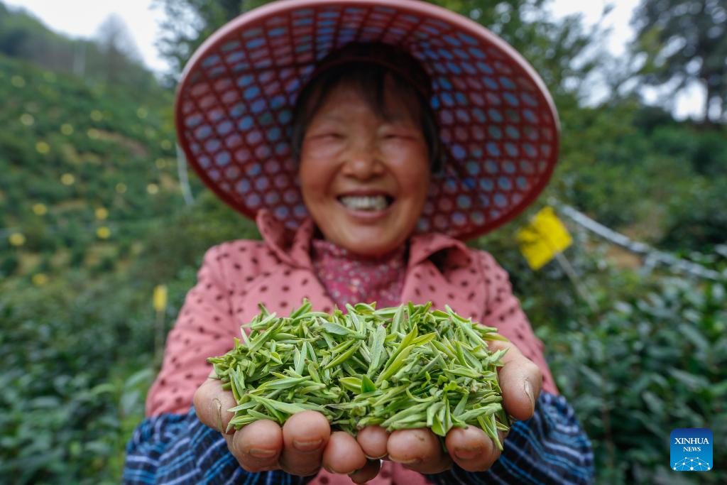 In pics: spring tea harvest in various parts of China