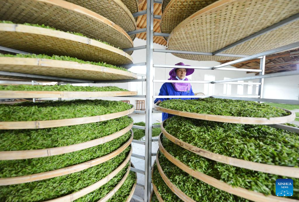 In pics: spring tea harvest in various parts of China