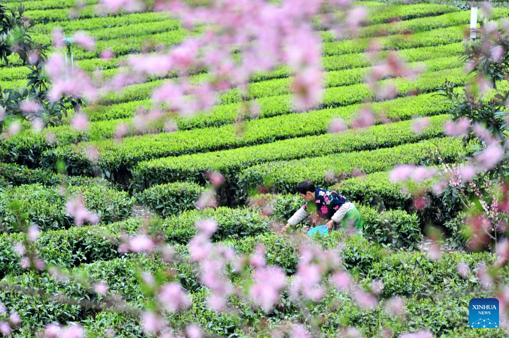 In pics: spring tea harvest in various parts of China