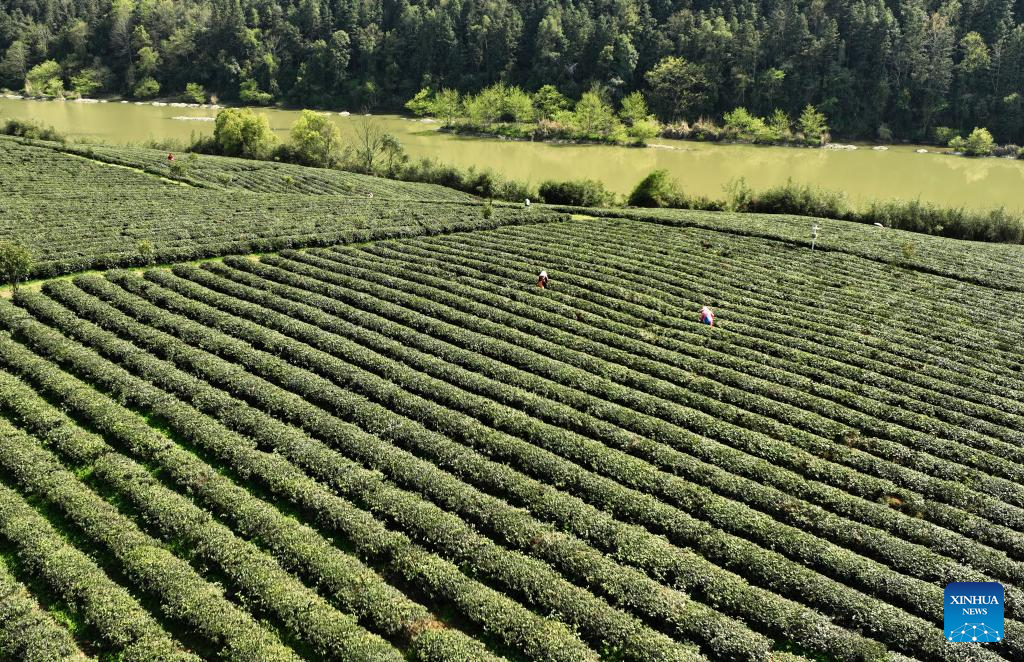 In pics: spring tea harvest in various parts of China