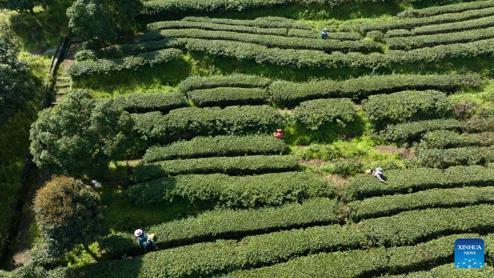 In pics: spring tea harvest in various parts of China