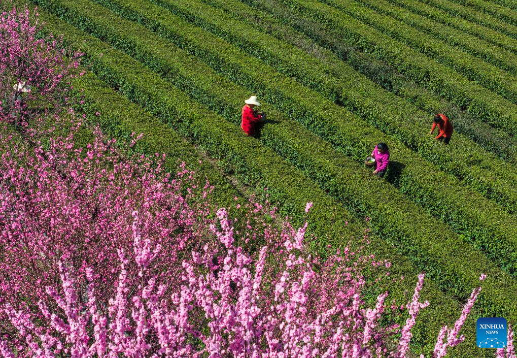 In pics: spring tea harvest in various parts of China