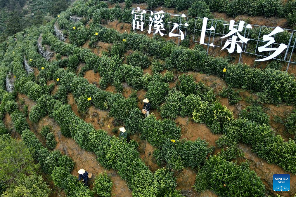 In pics: spring tea harvest in various parts of China