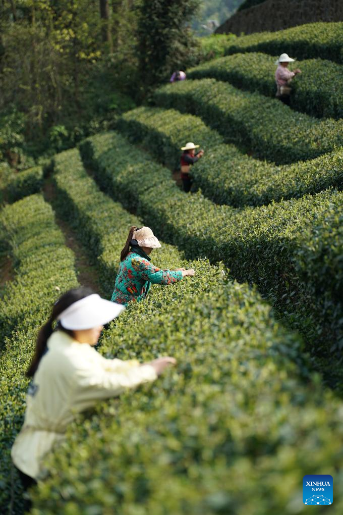 In pics: spring tea harvest in various parts of China