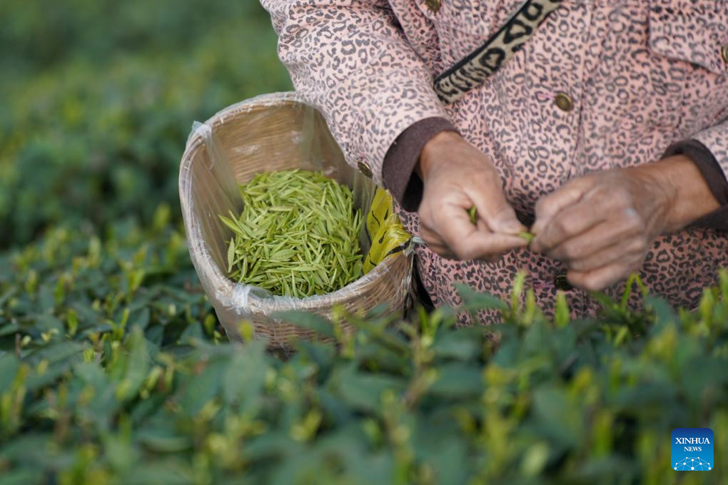 In pics: spring tea harvest in various parts of China