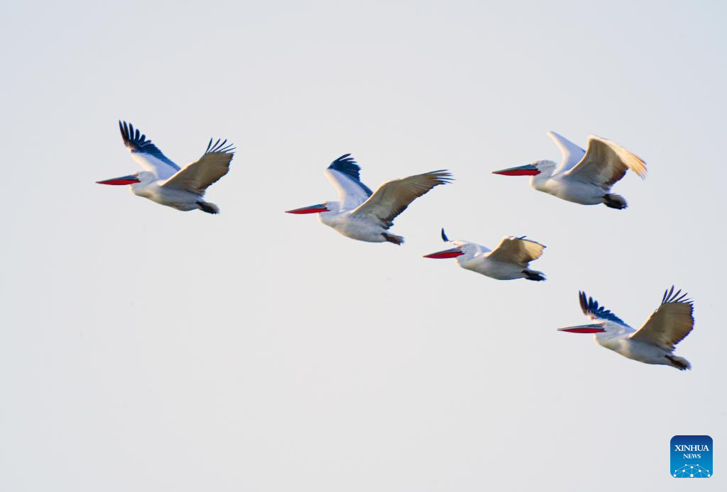 Rare bird species spotted in north China's grassland