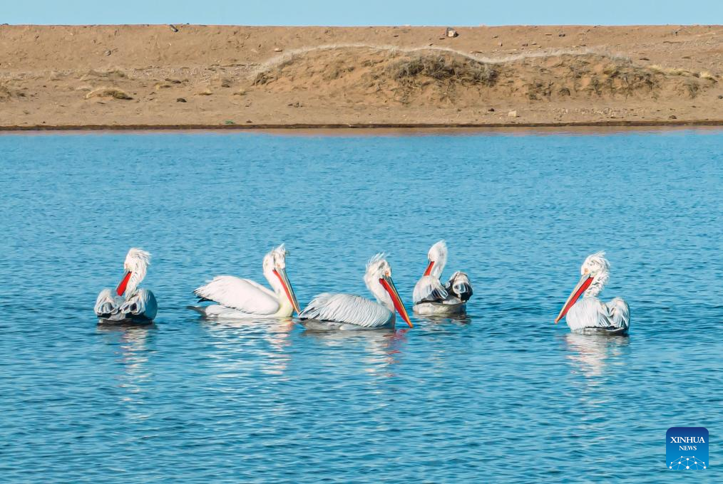 Rare bird species spotted in north China's grassland