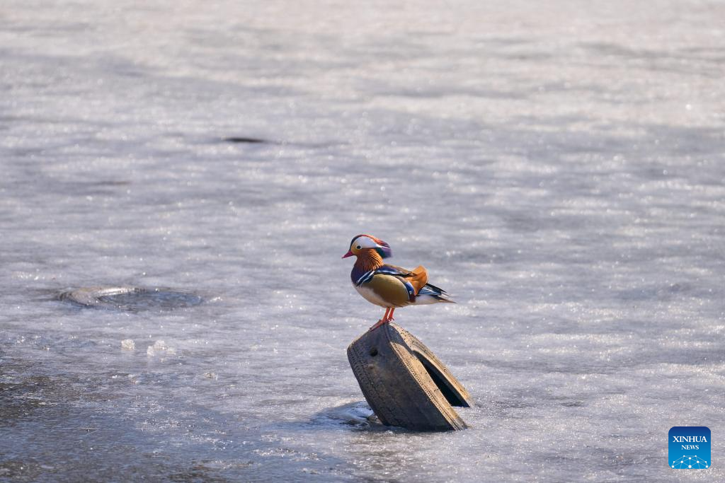 Mandarin duck seen at outskirts of Vladivostok, Russia