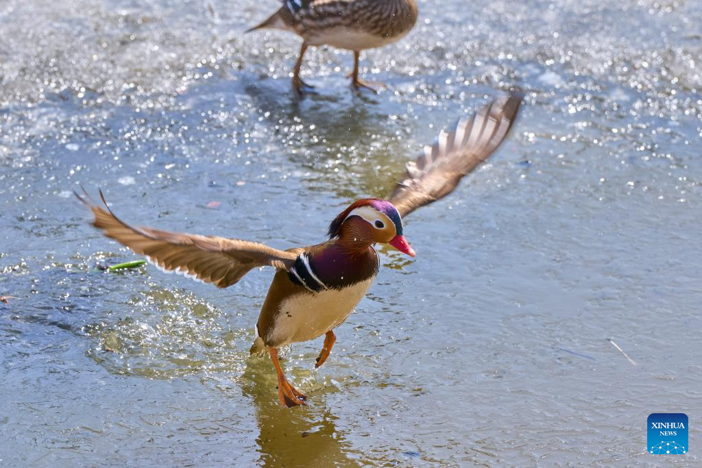 Mandarin duck seen at outskirts of Vladivostok, Russia