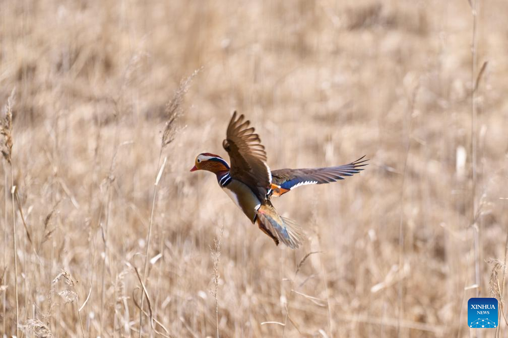 Mandarin duck seen at outskirts of Vladivostok, Russia