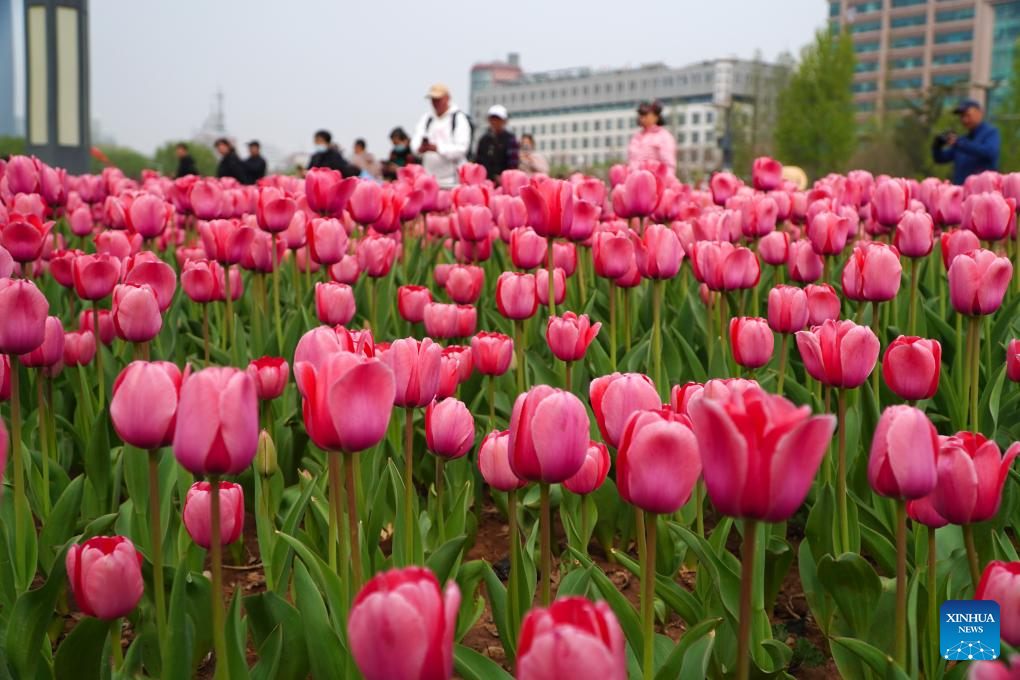 People enjoy blooming tulips in Jinan, east China's Shandong