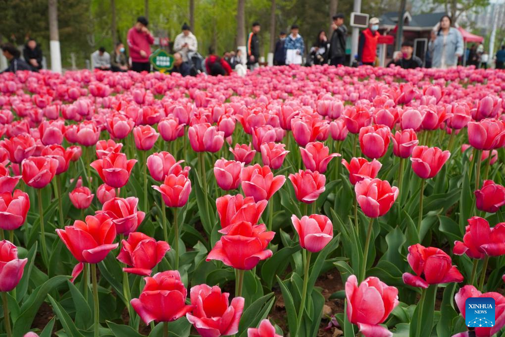 People enjoy blooming tulips in Jinan, east China's Shandong