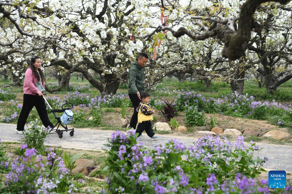 Tourists visit pear garden in Dangshan, E China's Anhui