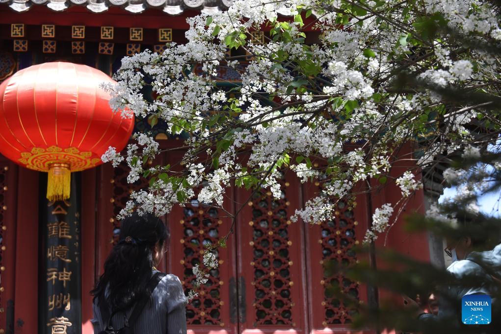 In pics: blooming lilacs at Fayuan Temple in Beijing