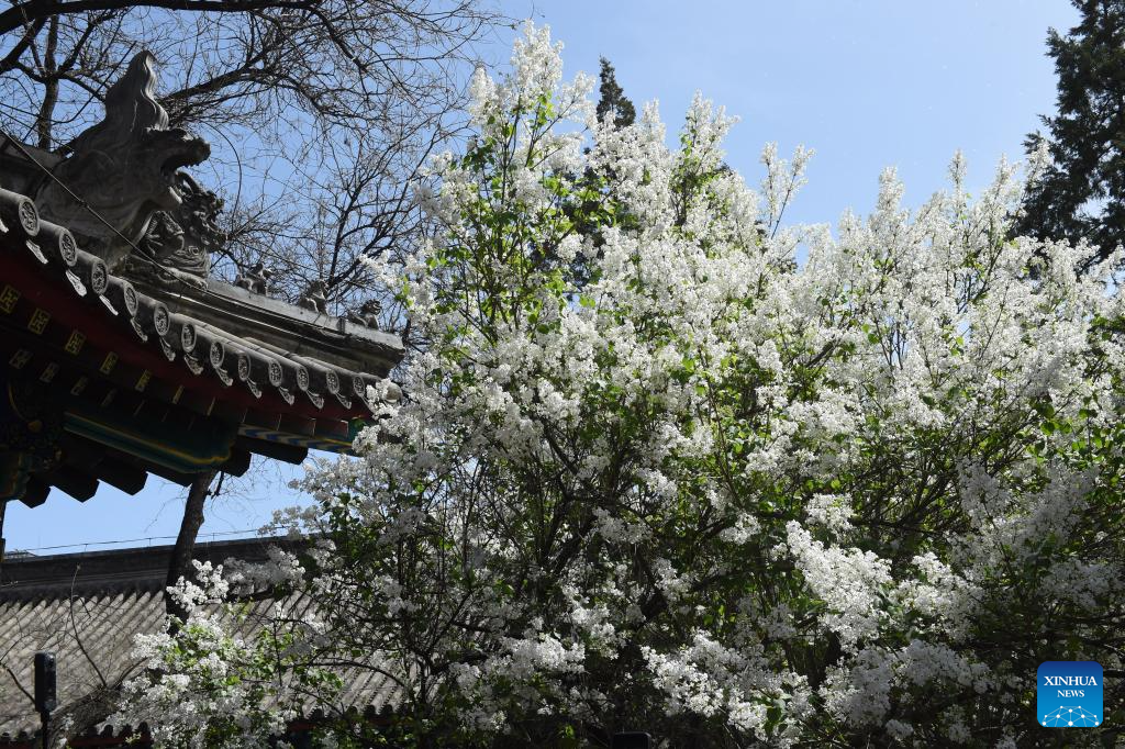 In pics: blooming lilacs at Fayuan Temple in Beijing