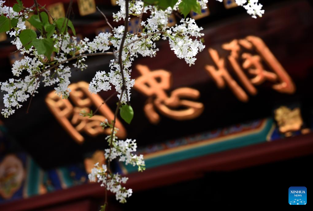 In pics: blooming lilacs at Fayuan Temple in Beijing