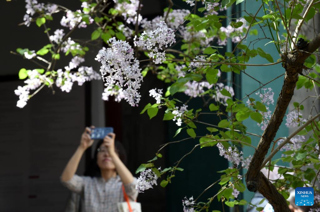 In pics: blooming lilacs at Fayuan Temple in Beijing