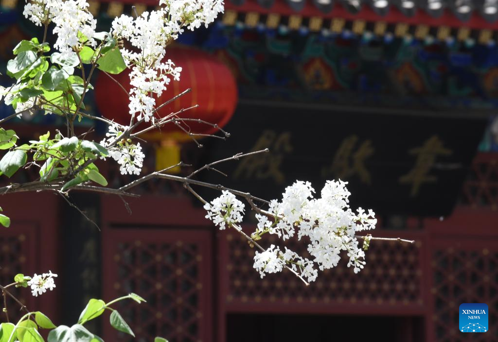 In pics: blooming lilacs at Fayuan Temple in Beijing