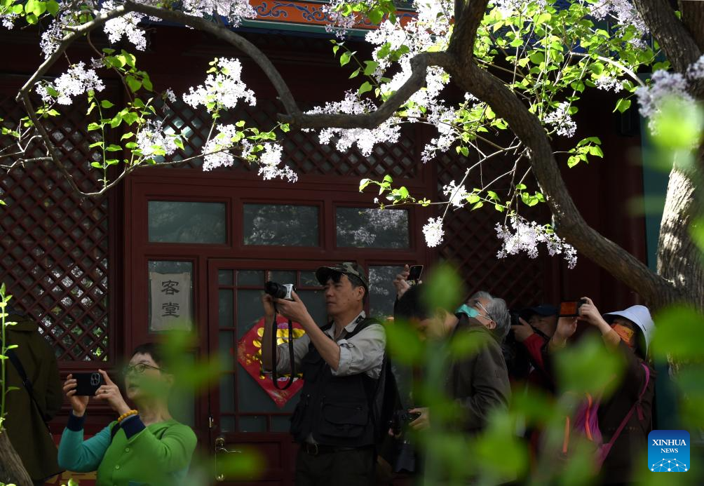 In pics: blooming lilacs at Fayuan Temple in Beijing