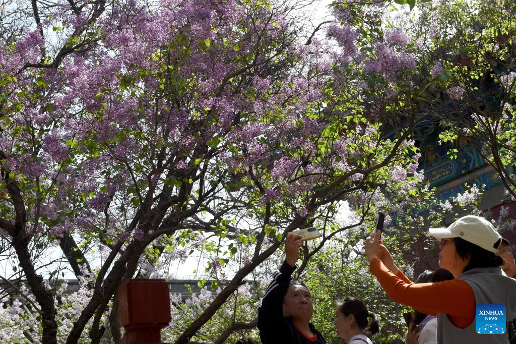 In pics: blooming lilacs at Fayuan Temple in Beijing