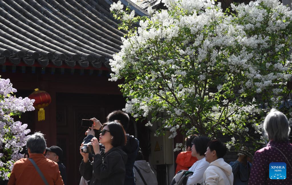 In pics: blooming lilacs at Fayuan Temple in Beijing