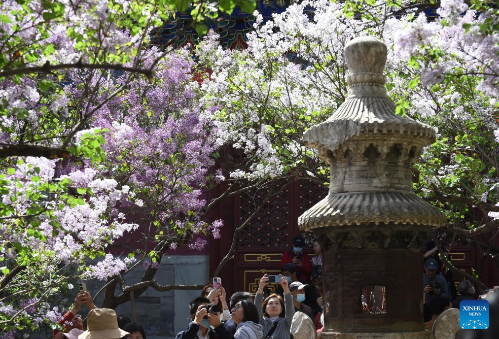 In pics: blooming lilacs at Fayuan Temple in Beijing