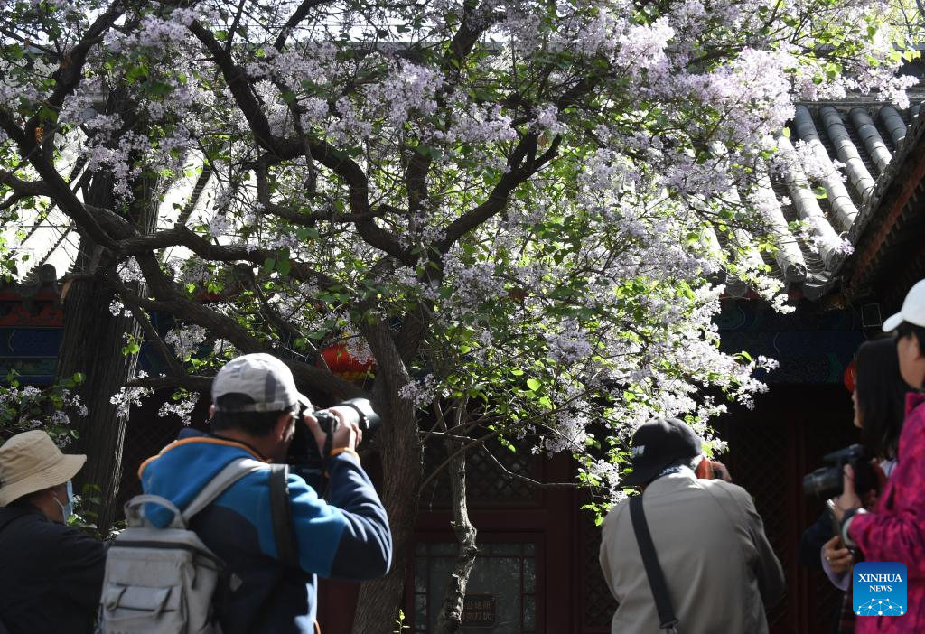 In pics: blooming lilacs at Fayuan Temple in Beijing