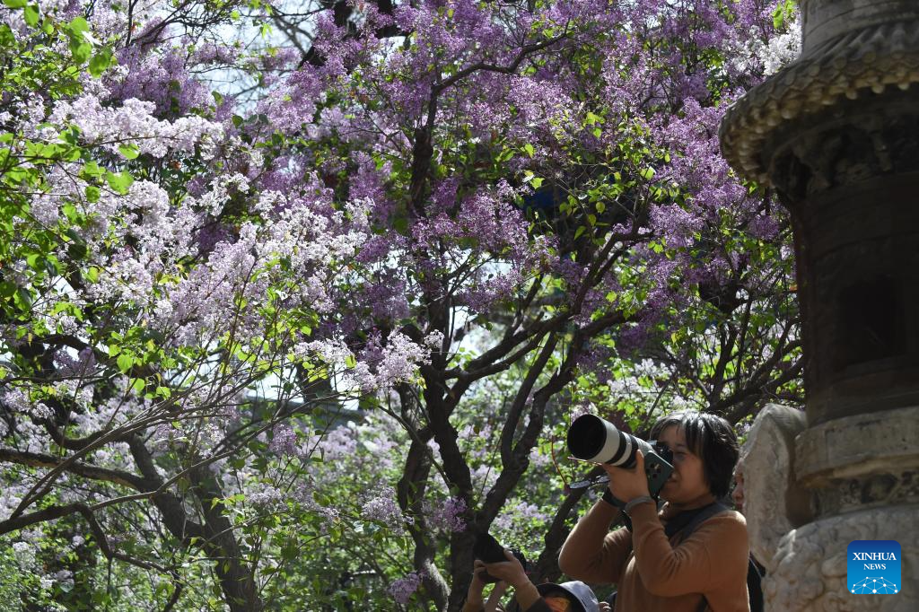 In pics: blooming lilacs at Fayuan Temple in Beijing