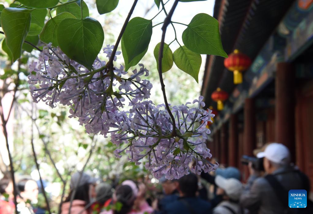 In pics: blooming lilacs at Fayuan Temple in Beijing