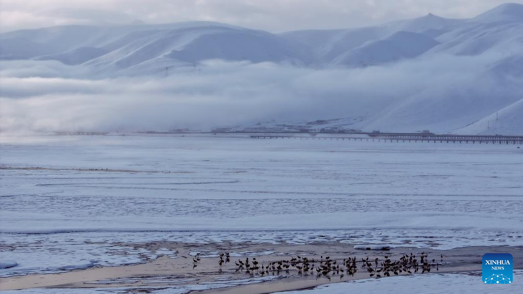 Black-necked cranes spotted at wetland in China's Xizang