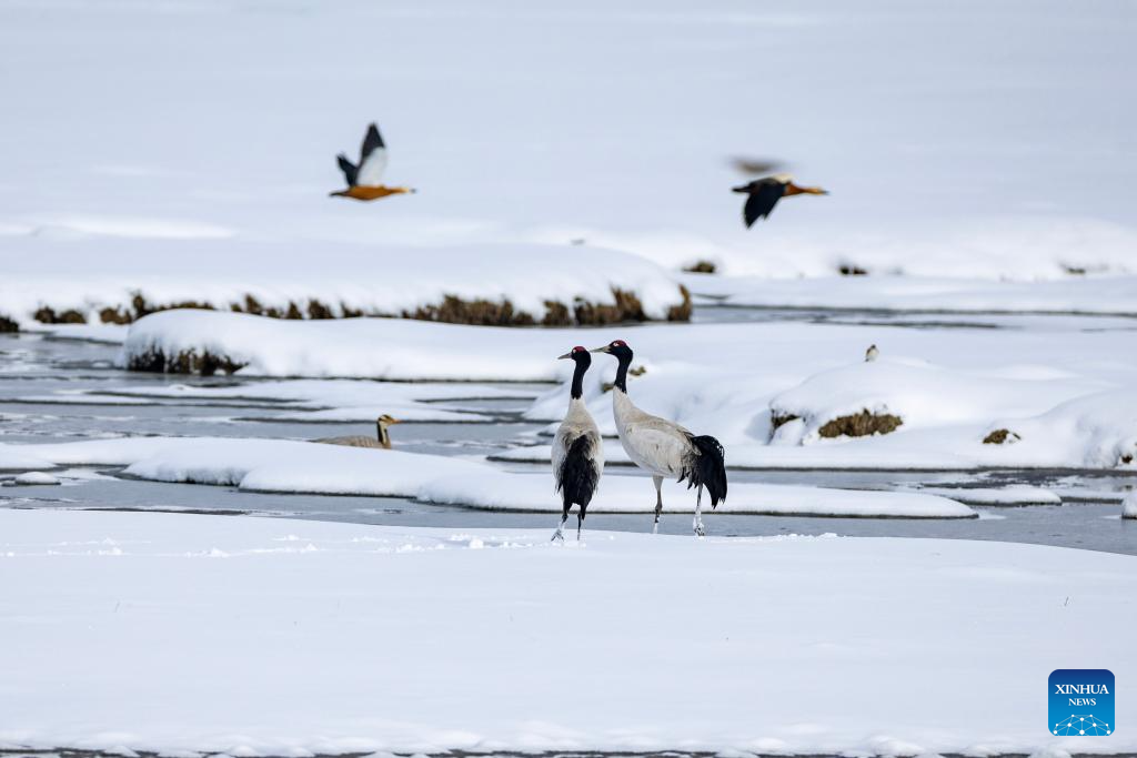 Black-necked cranes spotted at wetland in China's Xizang