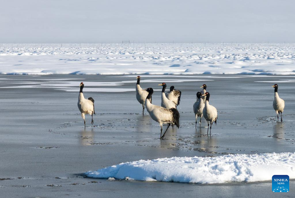 Black-necked cranes spotted at wetland in China's Xizang